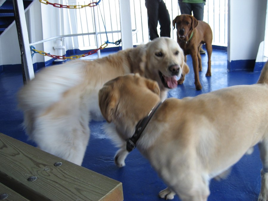 Mehrere Hunde begegnen sich während einer gemeinsamen Reise